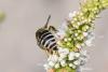 349824 – Photo : Pierre PAILLUSSEAU – France (33)