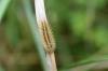 349580 – Photo : Numayta – France (68)