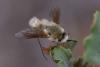 349712 – Photo : ANDRE LABETAA – France (66)