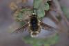 349711 – Photo : ANDRE LABETAA – France (66)