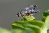 349034 – Photo : ANDRE LABETAA – France (66)