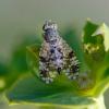 349144 – Photo : ANDRE LABETAA – France (66)