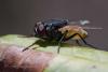 349012 – Photo : ANDRE LABETAA – France (66)