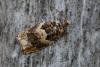349248 – Photo : ANDRE LABETAA – France (66)