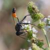 349788 – Photo : ANDRE LABETAA – France (66)