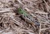 349680 – Photo : ANDRE LABETAA – France (66)