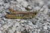 349692 – Photo : ANDRE LABETAA – France (66)