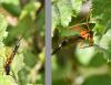349949 – Photo : Jean-Michel GAREL – France (89)