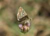 349405 – Photo : Philippe Fourtier – France (06)