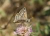 349406 – Photo : Philippe Fourtier – France (06)