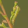 Agdistis tamaricis