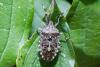 349380 – Photo : Jean-Claude Lablanquie – France (63)