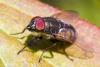 349869 – Photo : Jean-Claude Lablanquie – France (63)