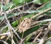 349825 – Photo : Liliane Delattre – France (30)