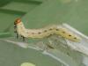 349987 – Photo : Denis Bucaille – France (60)