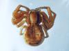349415 – Photo : Cédric Mondy – France (56)