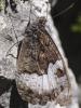 349131 – Photo : Alain Gérard – France (09)