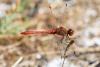 349167 – Photo : Christian Peyron – France (17)