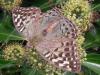 349771 – Photo : Christian Boyart – France (56)