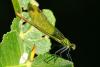 349704 – Photo : Bernard LAVIRON – France (31)