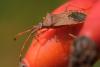 349239 – Photo : Bernard LAVIRON – France (31)