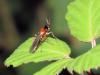 349872 – Photo : Nicolas Mangold – France (44)