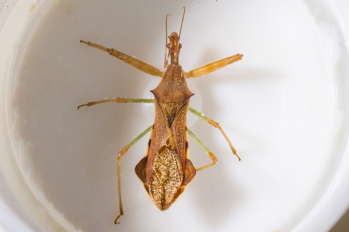 Jean-Claude Lablanquie - Nagusta goedelii - réf. 349970 (1201 x 800 pixels, 208 ko)