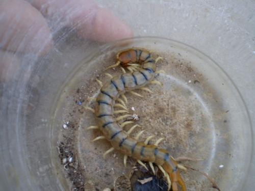Réf. 35 818 : Scolopendra cingulata