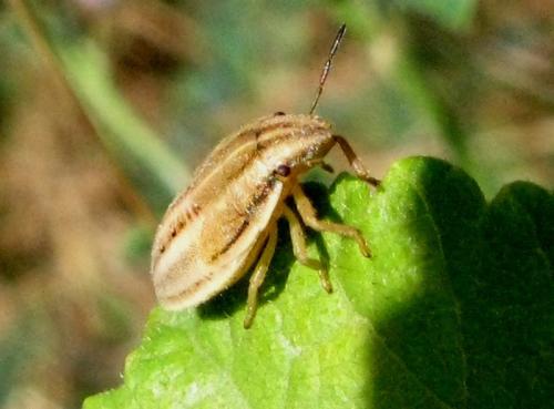 Aelia sp.