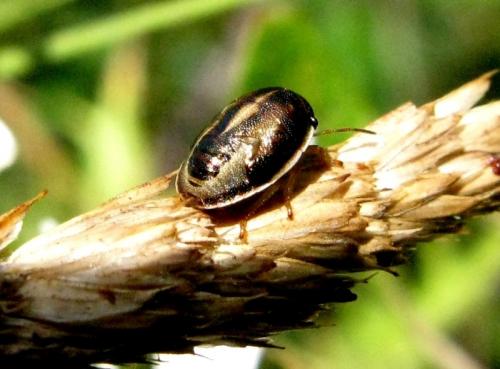 Neottiglossa sp.