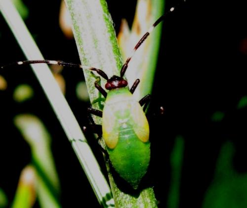 Adelphocoris sp.