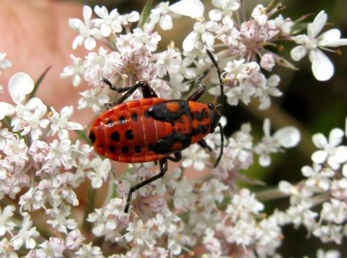 Spilostethus saxatilis