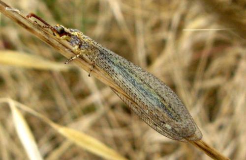 Réf. 35 054 : Macronemurus appendiculatus