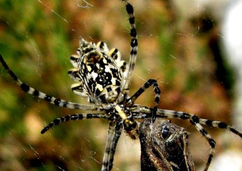 Argiope lobata