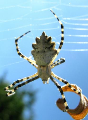 Argiope lobata