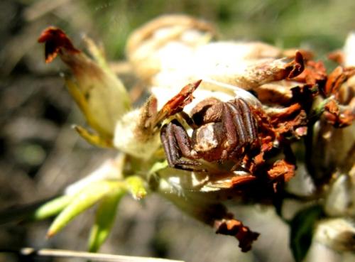 Xysticus sp.