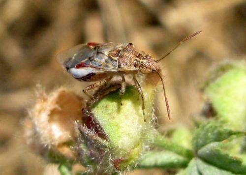 Réf. 35 366 : Liorhyssus hyalinus