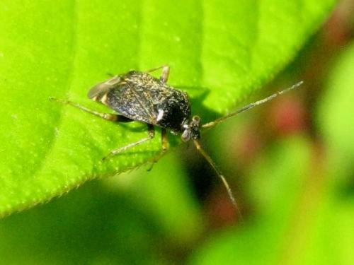 Charagochilus gyllenhalii