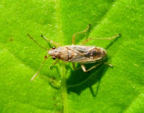 Nysius sp.