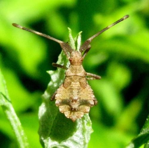 Réf. 35 298 : Coreus marginatus