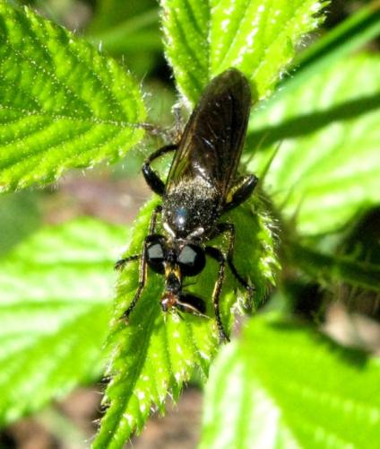 Choerades sp.
