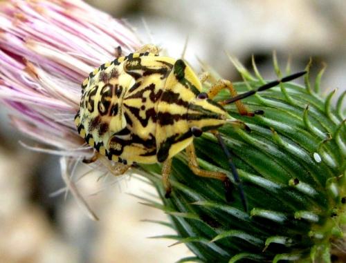 Réf. 35 698 : Carpocoris pudicus