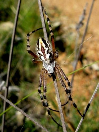 Réf. 35 534 : Aculepeira sp.