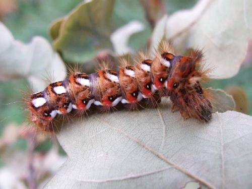 Acronicta rumicis