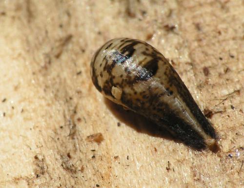 Réf. 35 179 : Episyrphus balteatus
