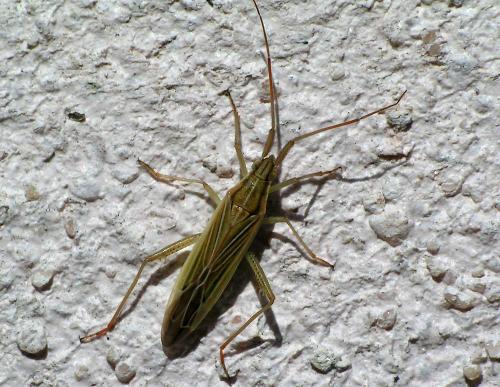Stenodema calcarata