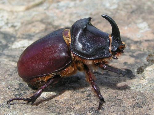 Réf. 35 617 : Oryctes nasicornis