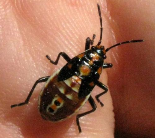 Spilostethus pandurus