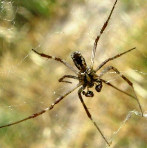 Argiope lobata