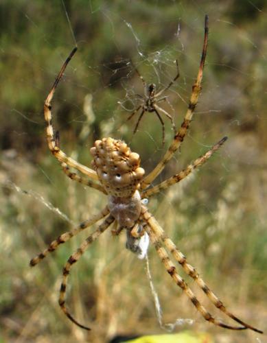 Argiope lobata